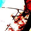 shocircle_015 - Image 6